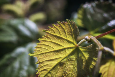 Close-up of leaves against blurred background