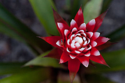 Red and white bromeliad flower with a convergent lady beetle called ladybug hippodamia convergens