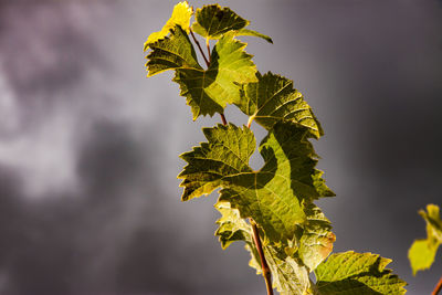 Close-up of yellow leaves