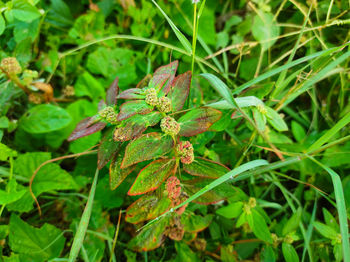 High angle view of a plant