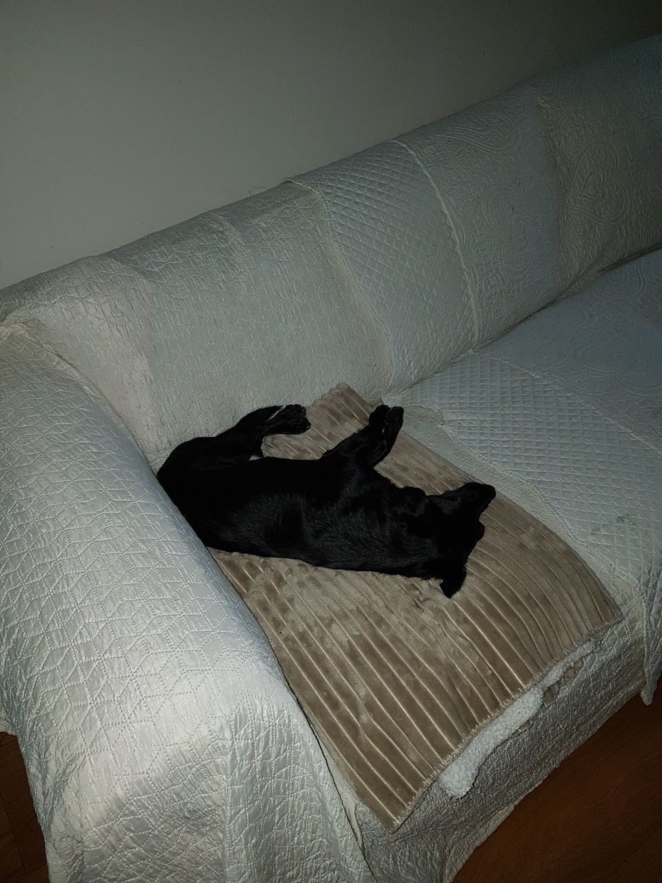 HIGH ANGLE VIEW OF BLACK DOG RESTING