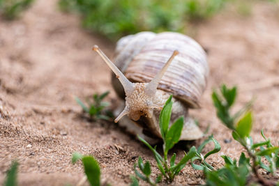 Close-up of snail on field