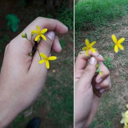 Close-up of hand holding flower in park