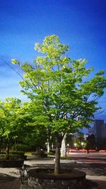 Trees by road against blue sky