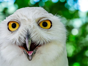 Close-up portrait of owl