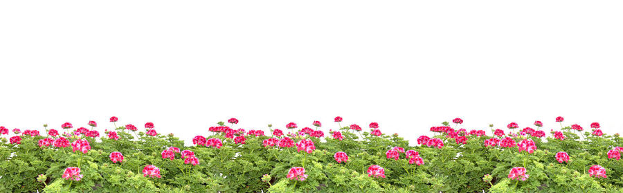 Close-up of pink flowering plants on field against clear sky