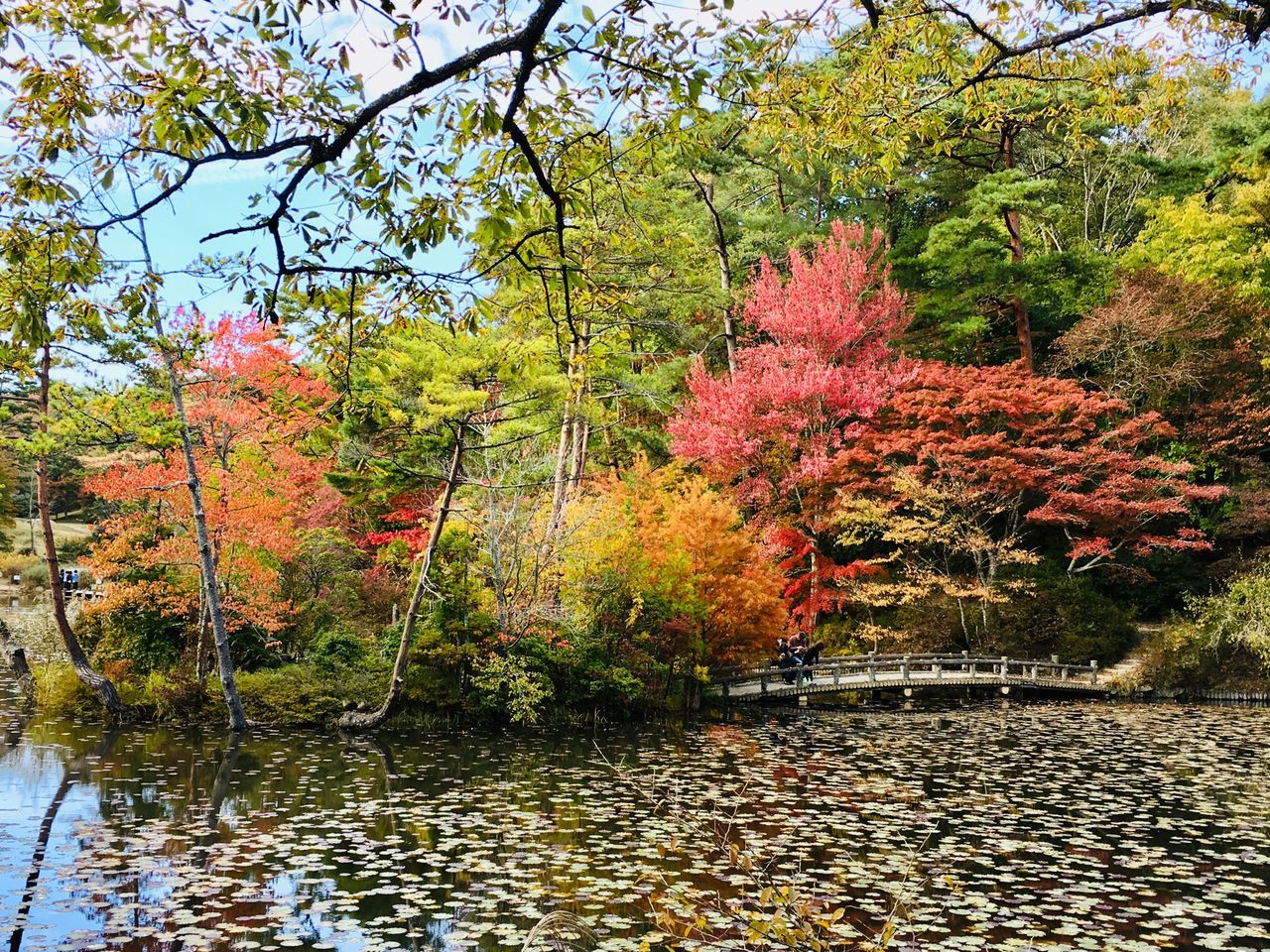 autumn, tree, plant, change, water, nature, orange color, beauty in nature, growth, tranquility, day, lake, no people, tranquil scene, leaf, scenics - nature, plant part, idyllic, outdoors, fall, natural condition, autumn collection