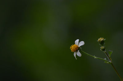 Close-up of white flowering plant