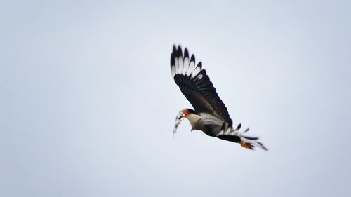 Low angle view of birds flying in sky