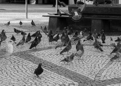 High angle view of pigeons on street