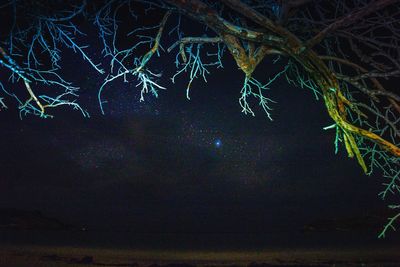 Low angle view of trees against sky at night
