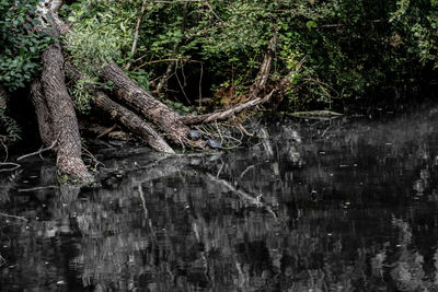 View of tree trunk in forest