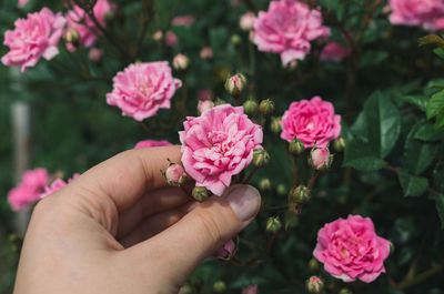 Close-up of hand touching pink rose blooming outdoors