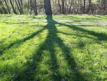 Shadow of tree on field