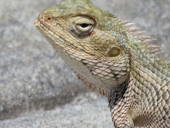 Close-up of lizard