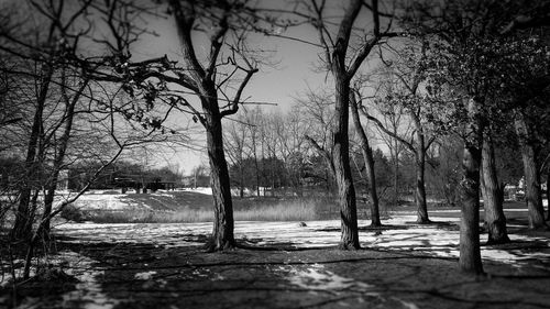 Bare trees on beach against sky