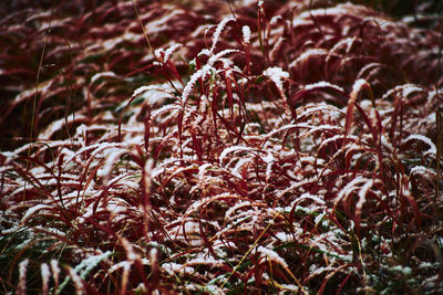 Full frame shot of plants during winter