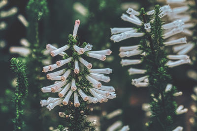 Close-up of white flowering plant