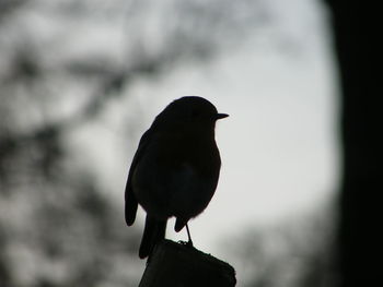 Close-up of bird perching against sky