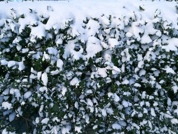 Close-up of frozen tree during winter