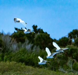 Seagulls flying in the sky