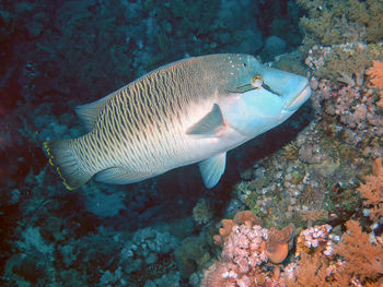 View of fish in sea