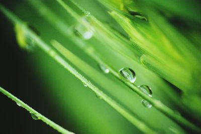 Close-up of water drops on leaves