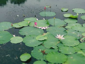 High angle view of lotus water lily in pond