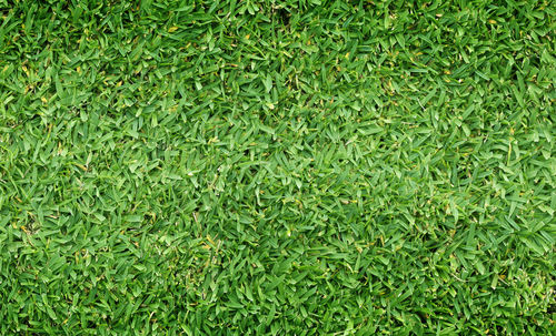 Full frame shot of green leaves on field