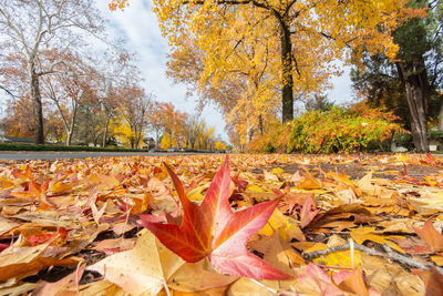 Close-up of autumn leaves on fallen tree