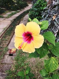 Close-up of flower blooming outdoors