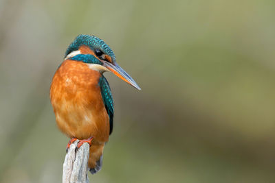 Close-up of a bird perching on a branch