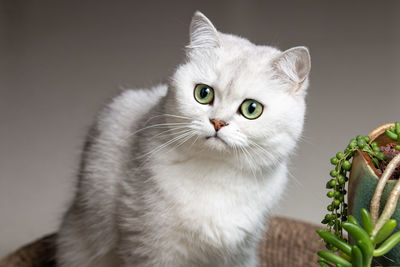 pet