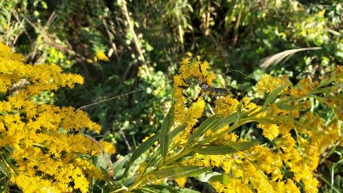 Close-up of yellow flowering plant