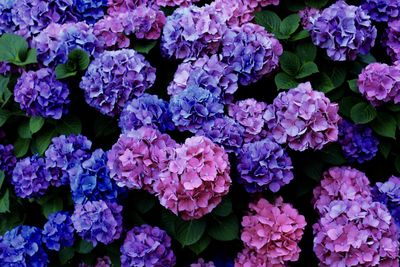 Macro shot of purple hydrangea flowers