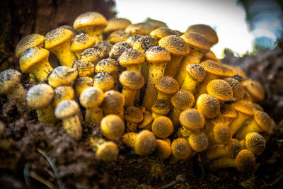 Close-up of mushrooms growing on field