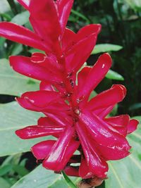 Close-up of red flower