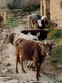 Cows on field