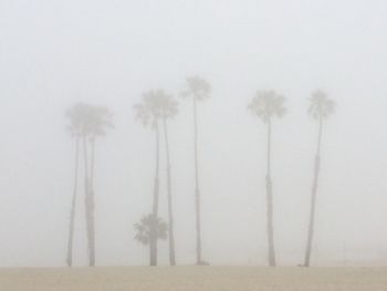 Trees on field against sky