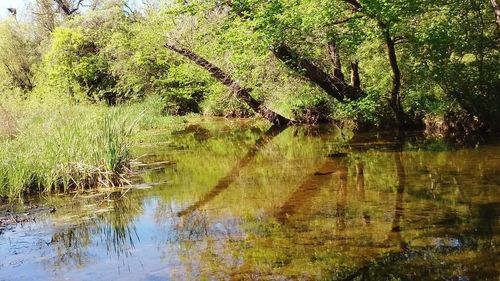 Reflection of trees in lake