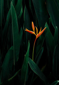 Exotic flower on dark green tropical foliage nature background.