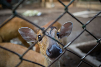 Portrait of deer in zoo