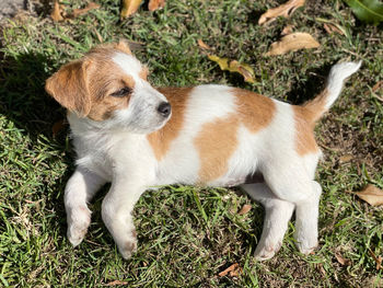 High angle view of a dog lying on grass