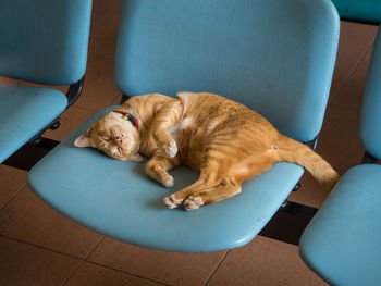 Cat sleeping on chair at railway station