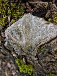 Close-up of moss on tree trunk