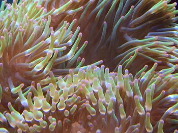 Close-up of coral in sea