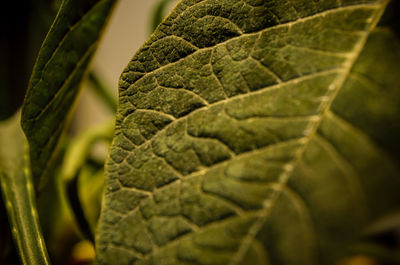 Close-up of leaves
