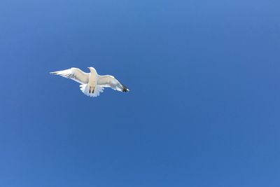 Low angle view of seagull flying in sky