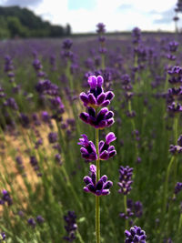 Close-up of purple crocus blooming in field
