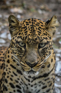 Close-up portrait of a tiger